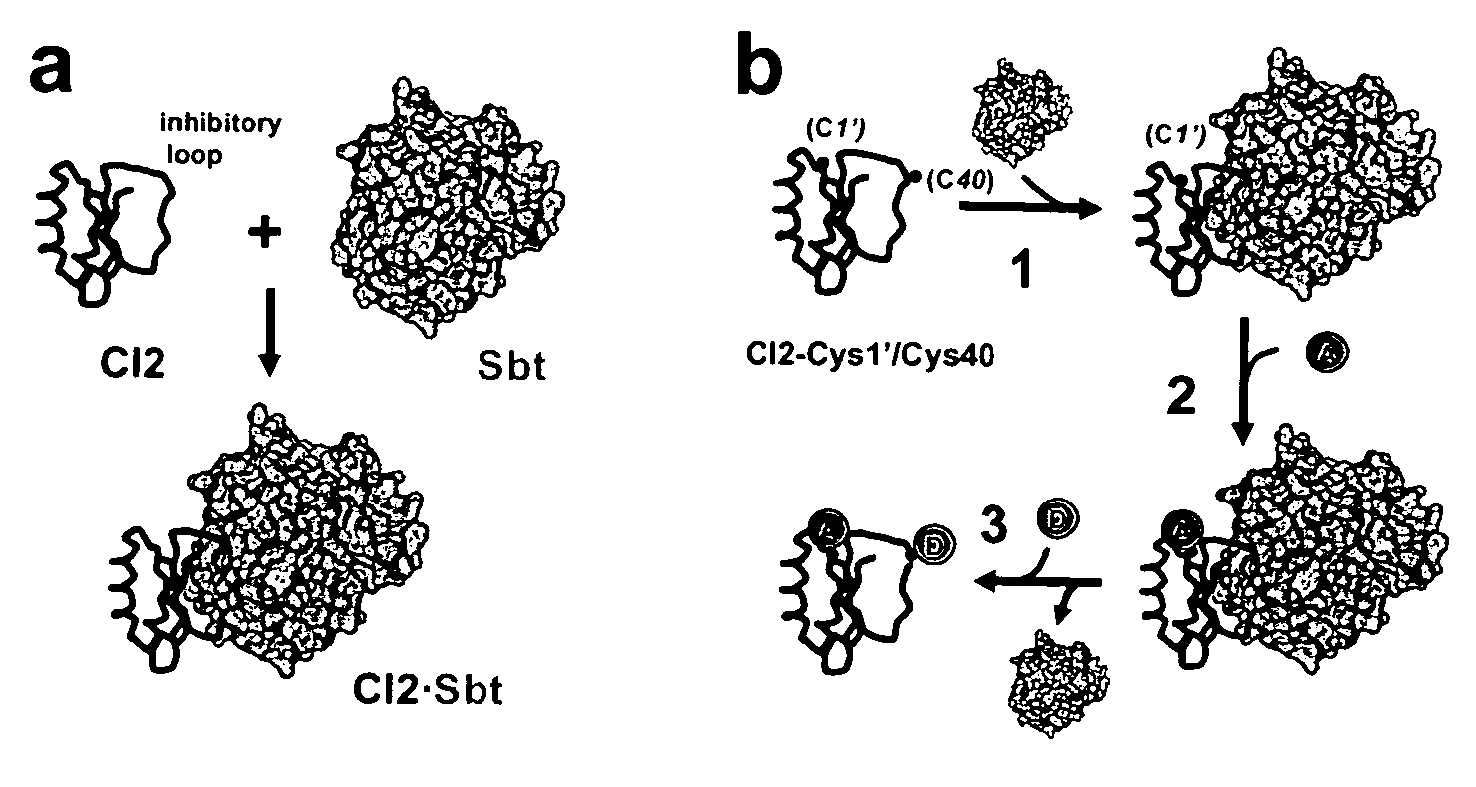 Method for site-specific protein modifications