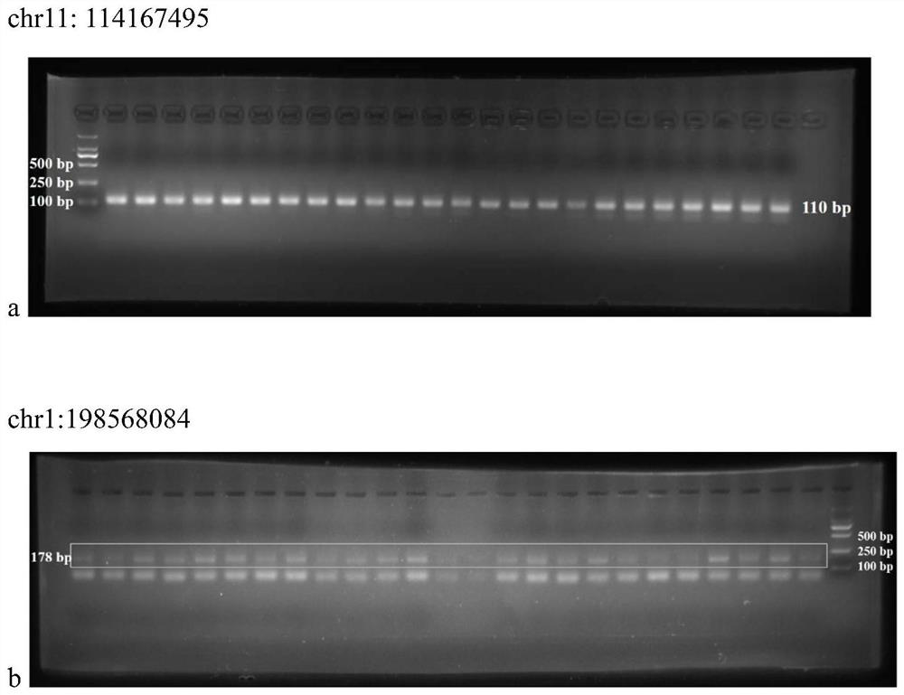 Adult Onset Still' s Disease biomarker, diagnostic reagent and application thereof