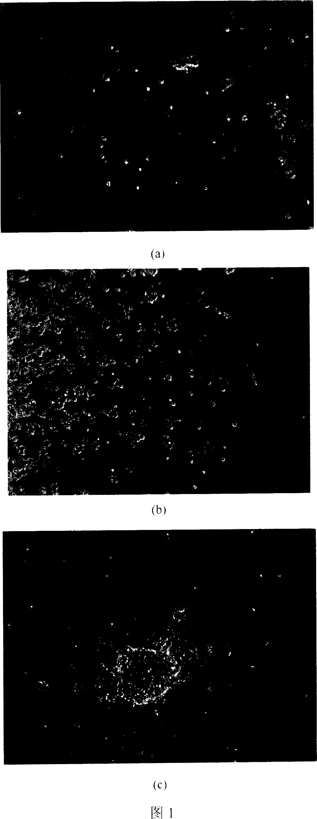 Application of cumarin kind compound in preparation of medicine for inducing nerve stem cell orienting differentiation