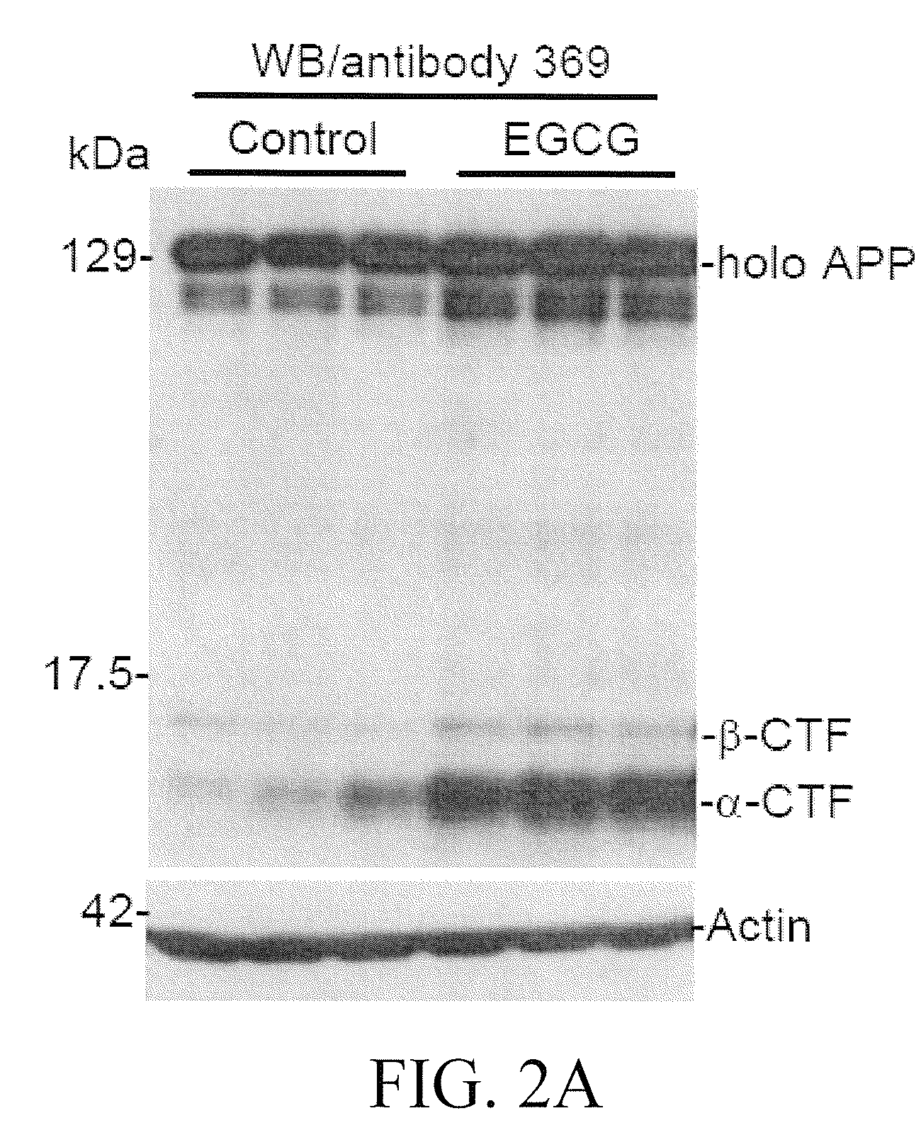 Green tea polyphenol alpha secretase enhancers and methods of use