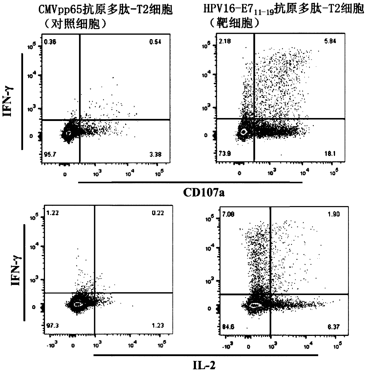 TCR for identifying human papilloma virus HPV16-E7 antigen