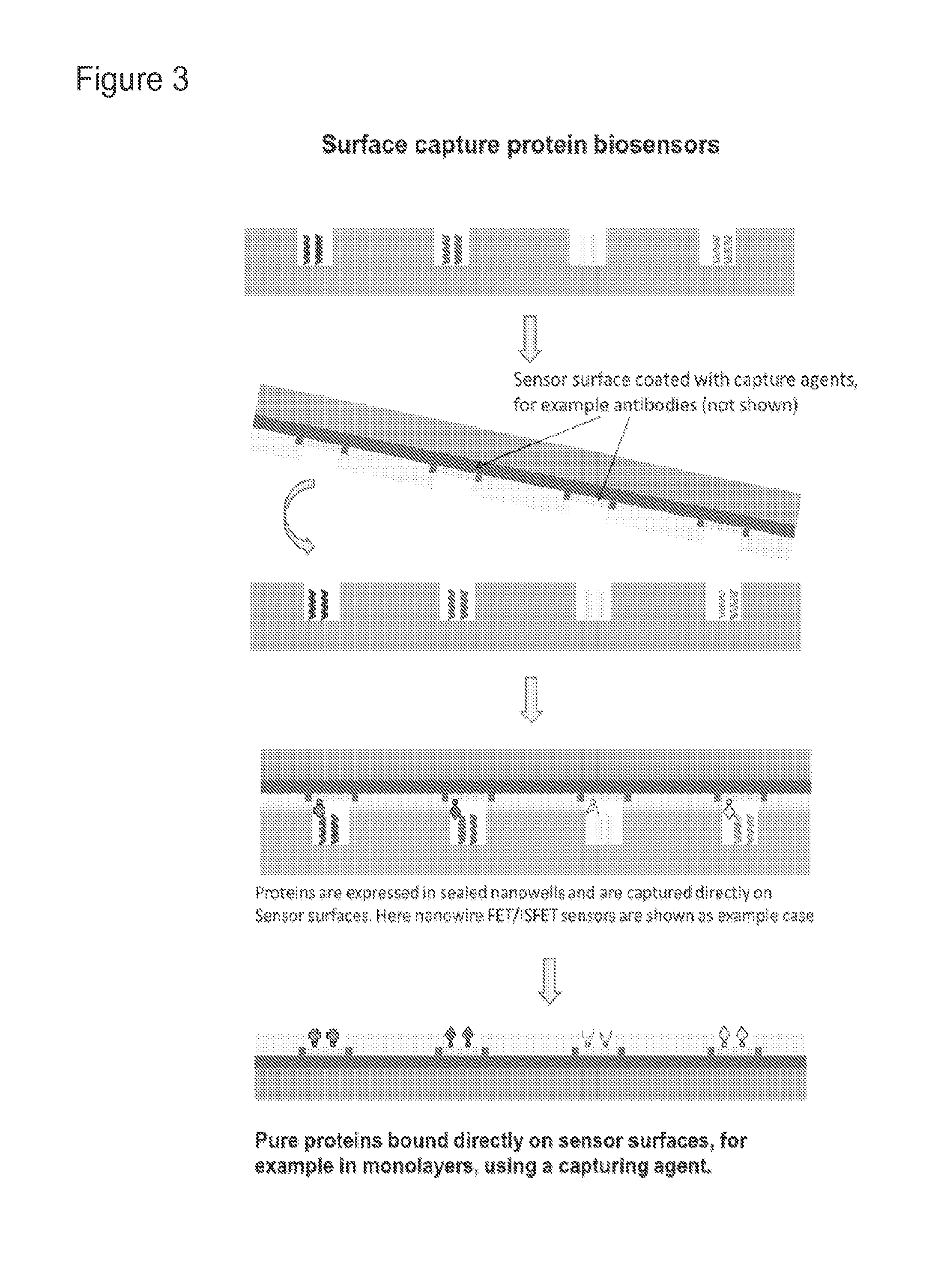 Biosensor microarray compositions and methods