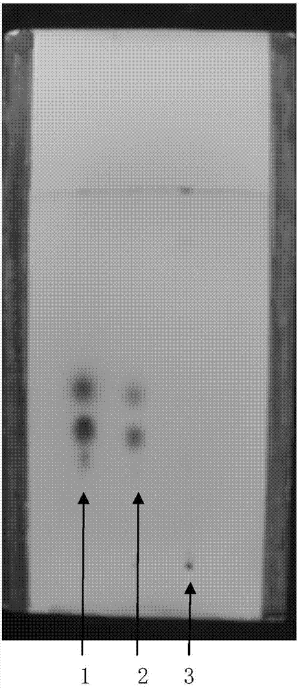 External ointment for anorectal diseases and preparation method thereof