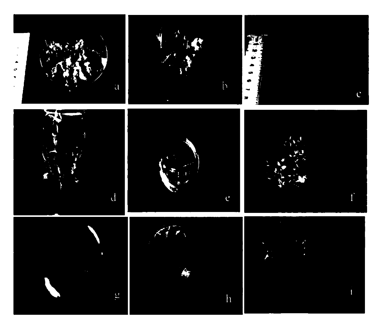 A kind of method for rapidly growing seedlings of dendrobium candidum asexual propagation