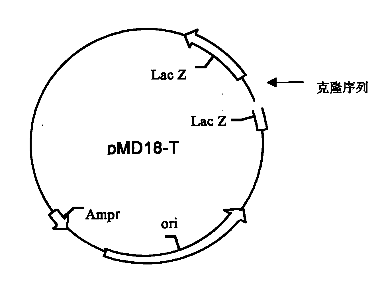 Kit for quantitative detection of K-ras mutation