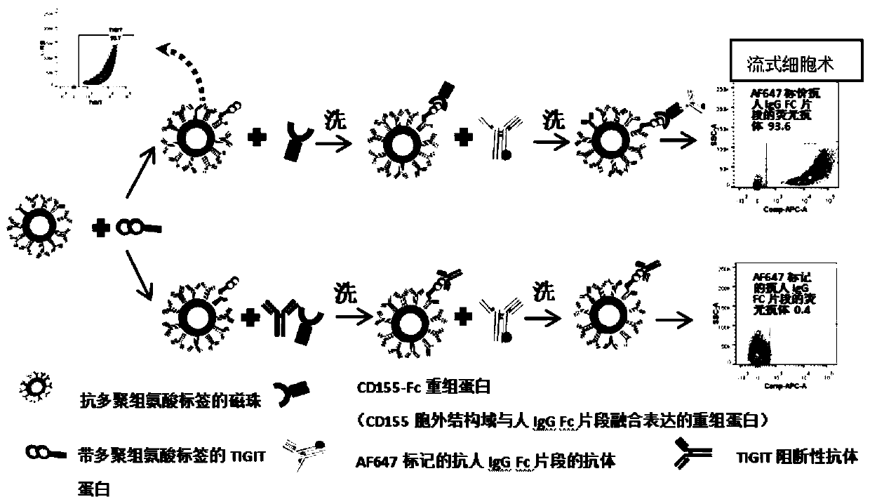 Method for evaluating blocking activity of immune checkpoint molecular blocking antibody by magnetic beads