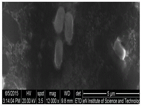 Tumorous stem mustard root nodule ndophytic bacteria GJ-06, clubroot preventing and treating agent containing same and application