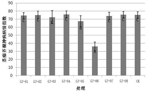 Tumorous stem mustard root nodule ndophytic bacteria GJ-06, clubroot preventing and treating agent containing same and application