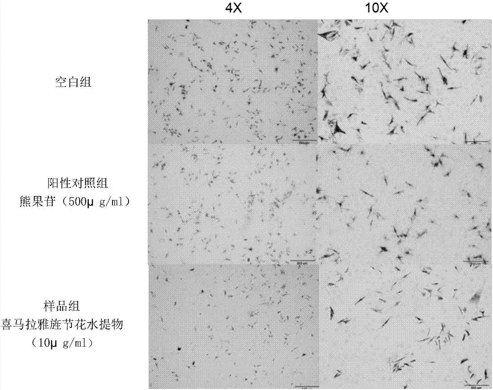 Stachyurus extract and application thereof