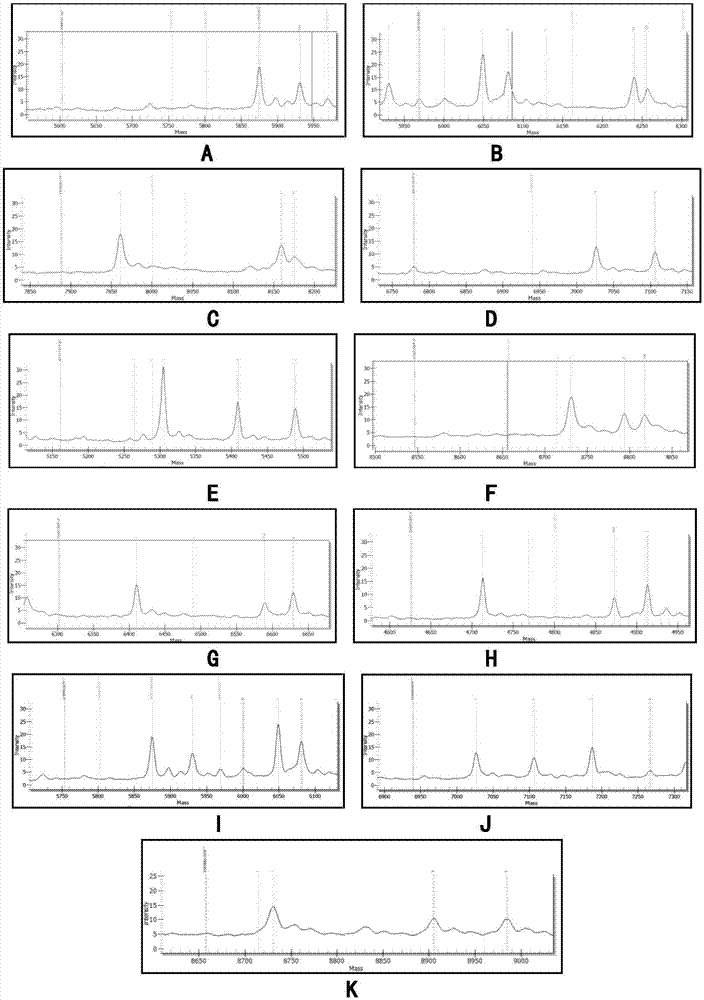 Heterozygous-mutation dried-blood-spot positive quality control product applicable to detection of mutant genes of deafness