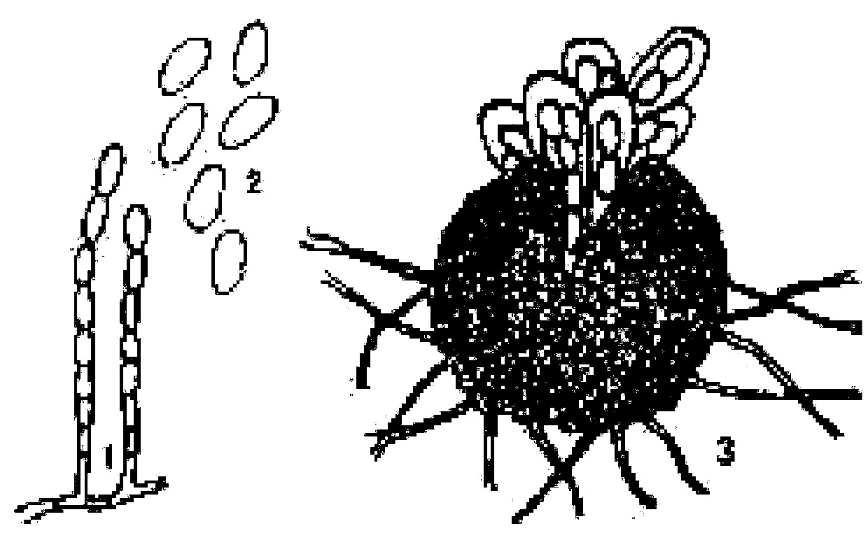 Intelligent blumeria graminis spore picture identification method