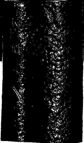 A Quantitative Detection Method for Pipeline Outer Wall Corrosion Morphology