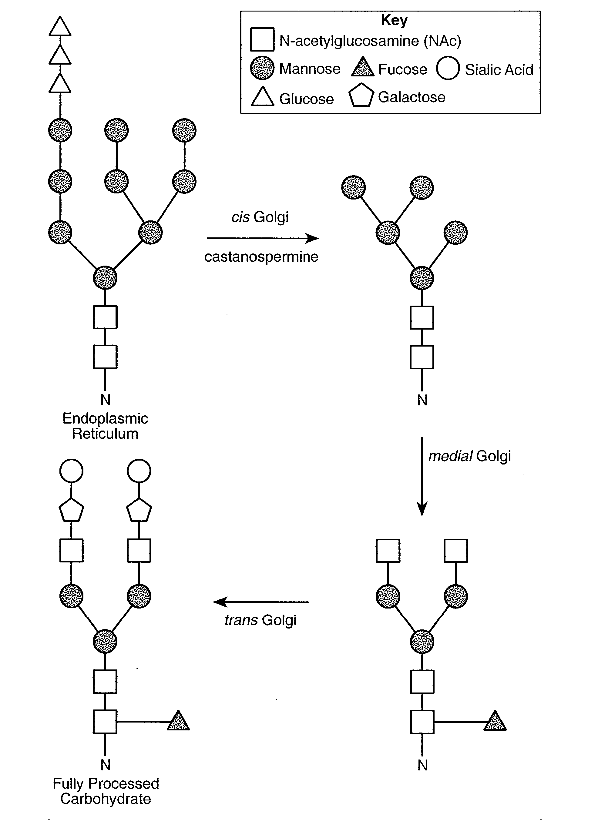 Glycoprotein compositions