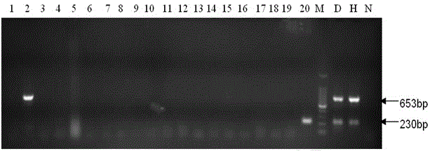 PCR (Polymerase Chain Reaction) detection primer and method for H120 strain of avian infectious bronchitis virus