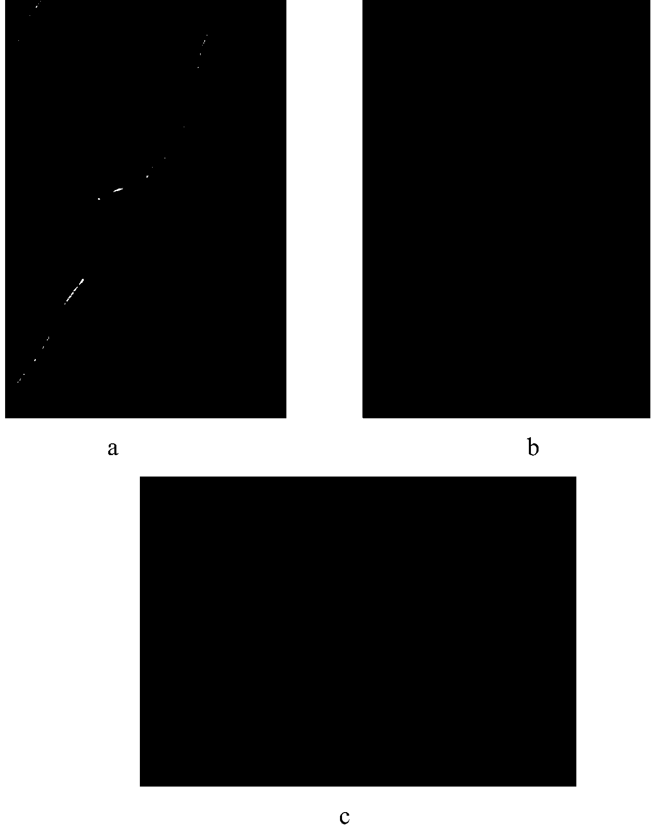 Method for detecting form and metabolic activity of filamentous fungi