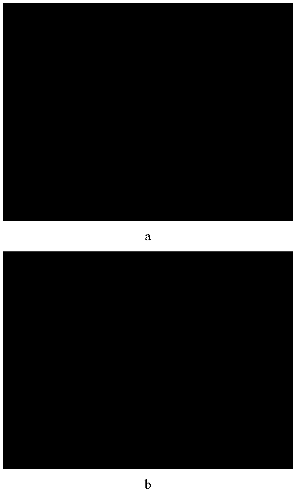 Method for detecting form and metabolic activity of filamentous fungi