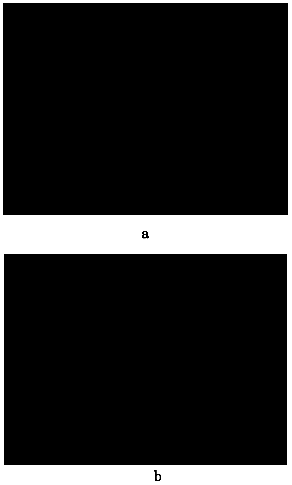 Method for detecting form and metabolic activity of filamentous fungi