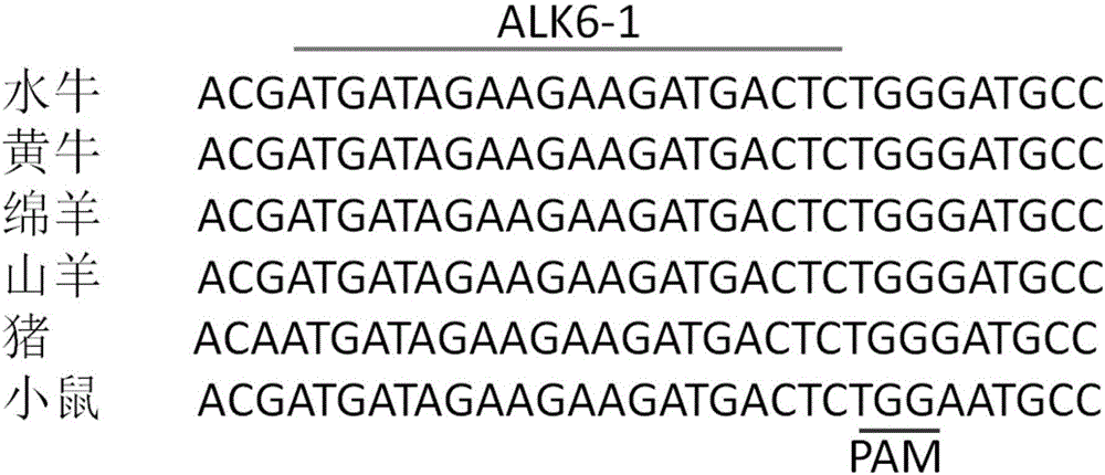 Method for targeted knockout of gene ALK6 by using CRISPR-Cas9