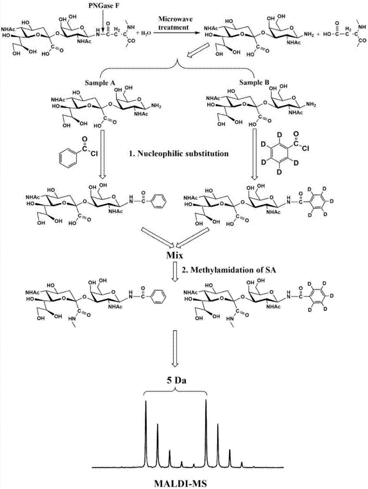 MALDI-MS based and stable isotope labeled N-glycan rapid quantitative analysis method and application