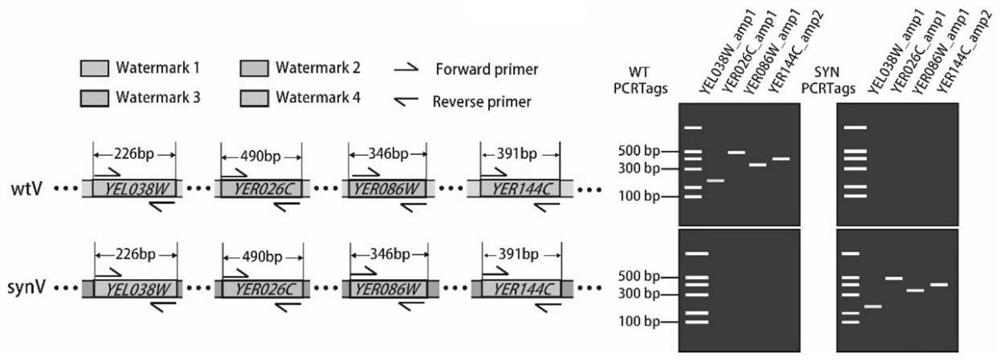 Detection method of yeast mitosis recombination hotspot