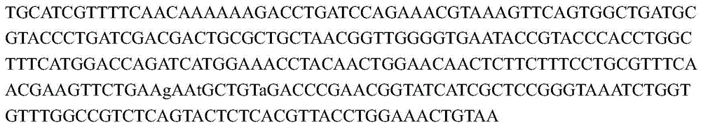 A kind of biological method produces ferulic acid engineering strain and its construction method