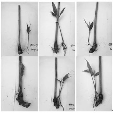 A kind of cutting propagation method of reed head erect stem of A. solani