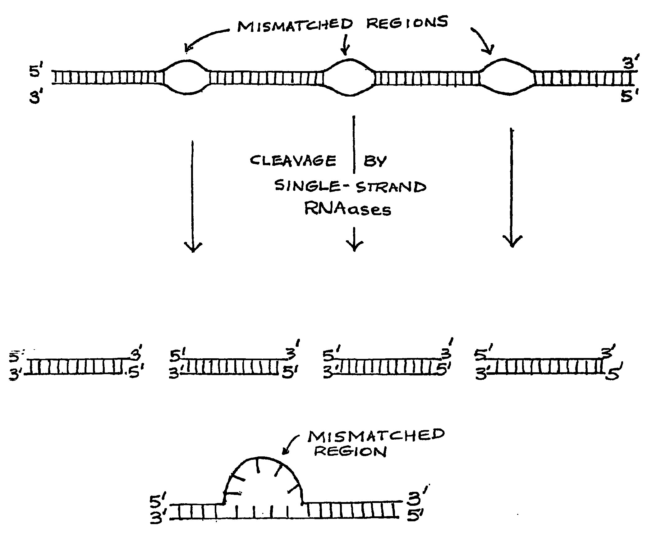 Double-stranded rna structures and constructs, and methods for generating and using the same