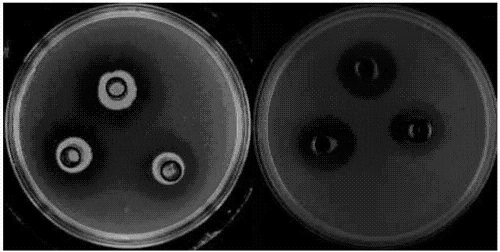 Acid-resistant pseudomonas koreensis CLP-7, and applications thereof