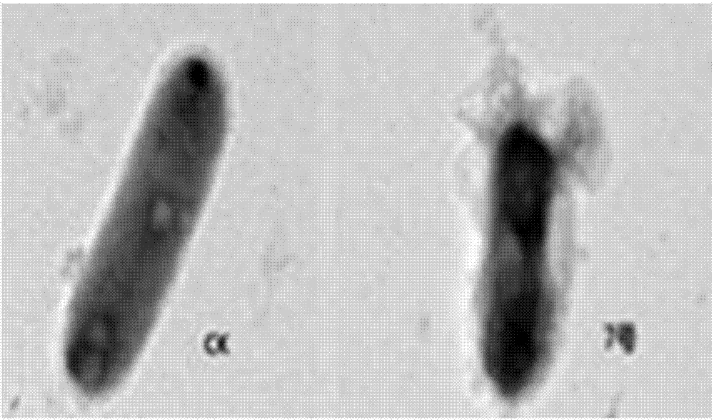 Acid-resistant pseudomonas koreensis CLP-7, and applications thereof