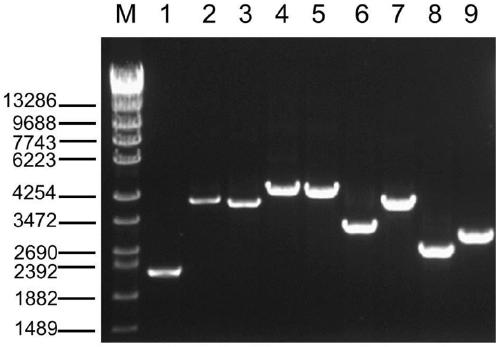 Amplification primer, kit and detection method for detecting pkd1 gene mutation