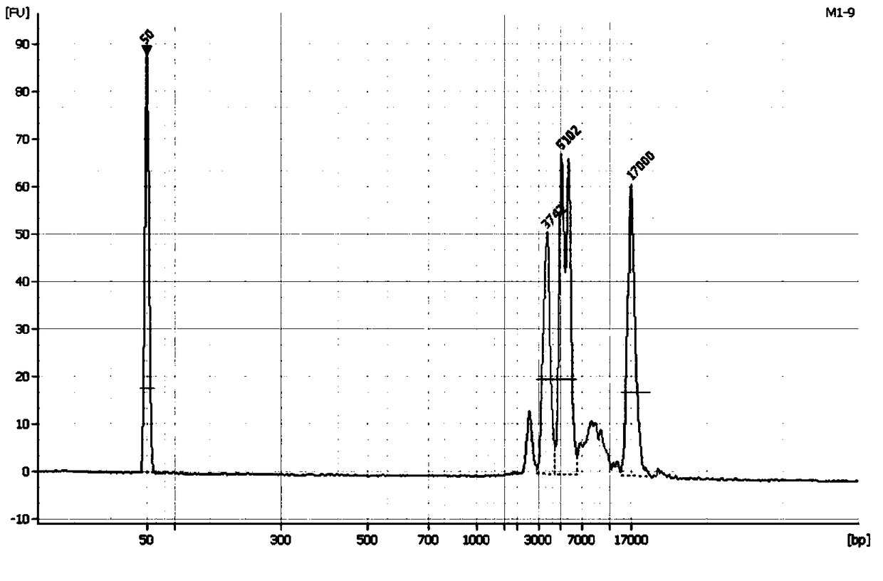 Amplification primer, kit and detection method for detecting pkd1 gene mutation