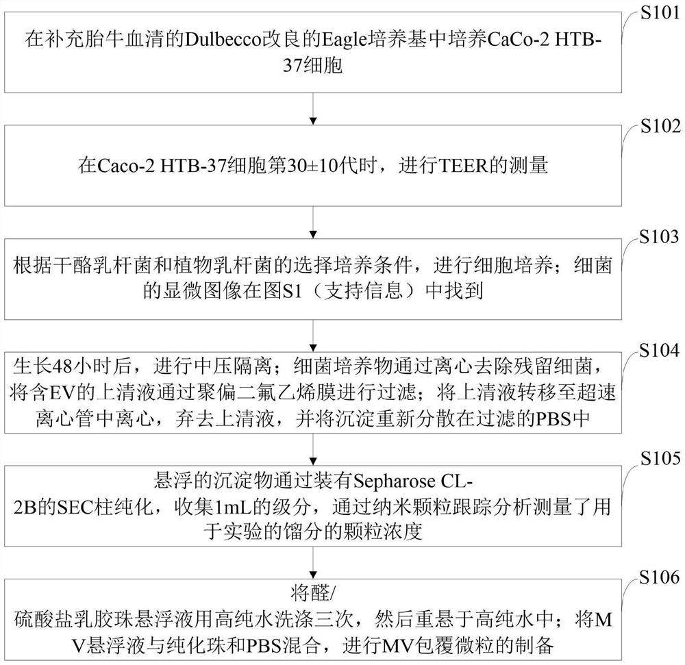 Probiotic simulant and preparation method thereof