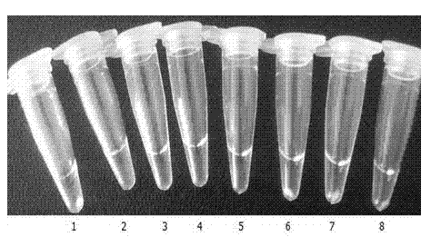 LAMP kit for rapid detection of Listeria monocytogenes