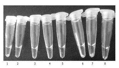 LAMP kit for rapid detection of Listeria monocytogenes