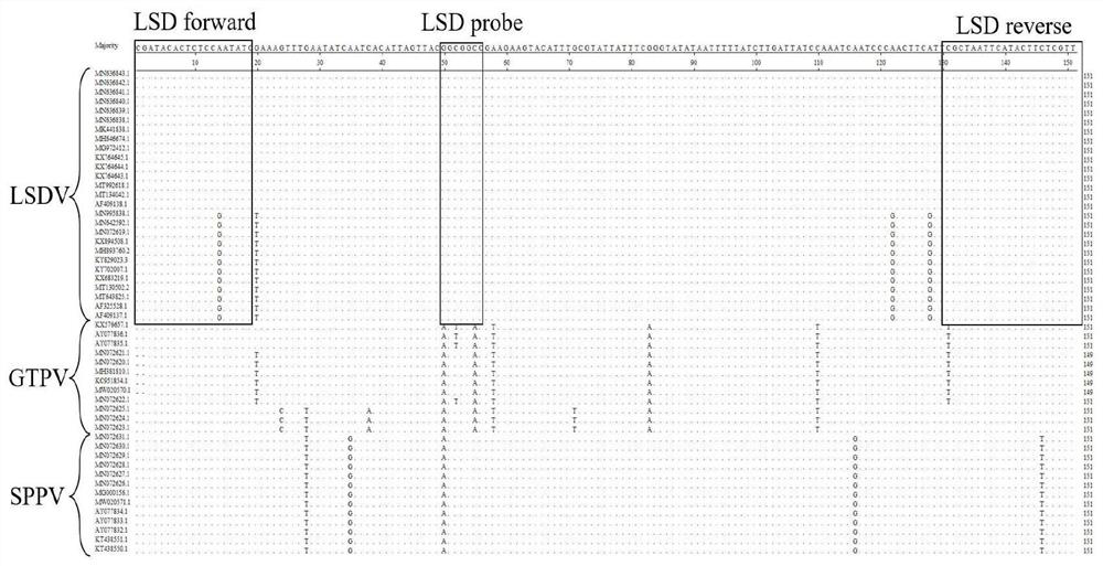 Cycleave fluorescent PCR method for detecting Lumpy Skin Disease (LSD)