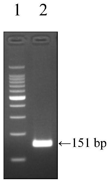 Cycleave fluorescent PCR method for detecting Lumpy Skin Disease (LSD)