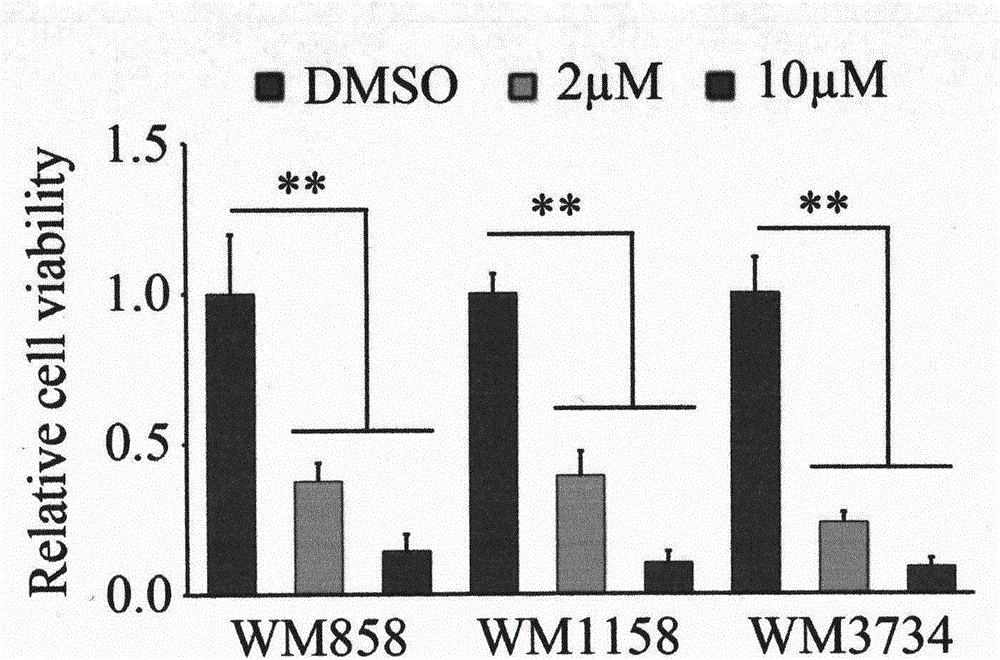 Anti-melanoma compound and application thereof