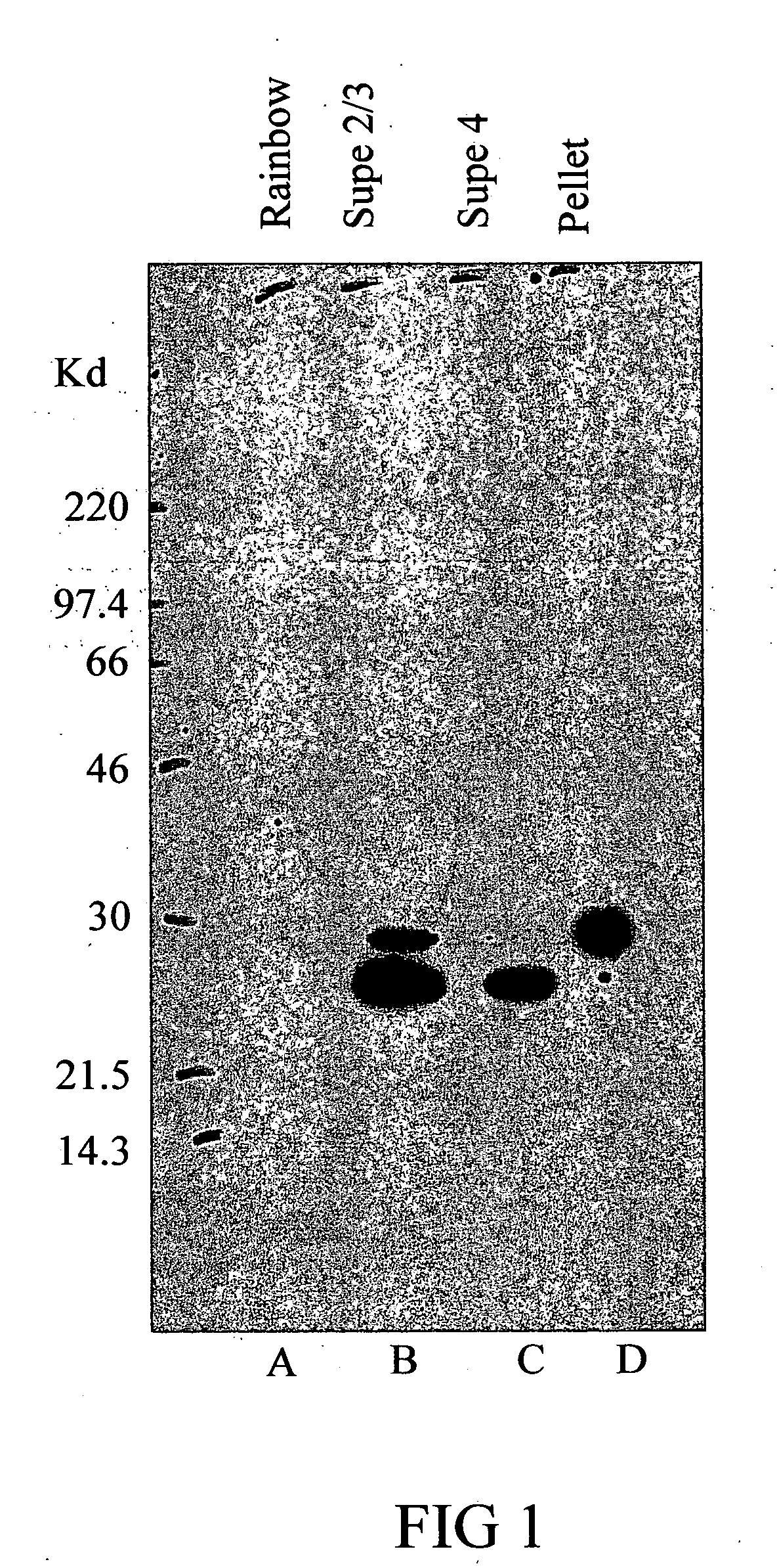 Polynucleotides and polypeptides of Anaplasma phagocytophilum and methods of using the same