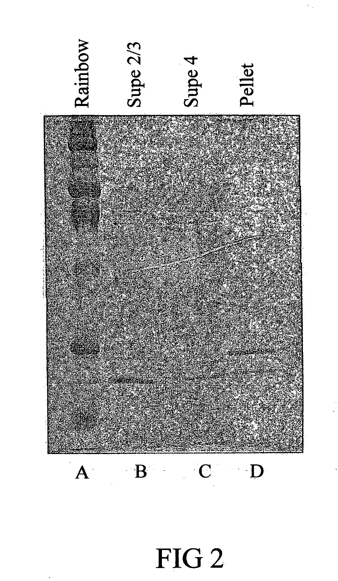 Polynucleotides and polypeptides of Anaplasma phagocytophilum and methods of using the same