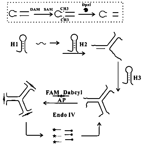 Fluorescent biosensor for detecting activity of DNA transmethylase and preparation method of fluorescent biosensor