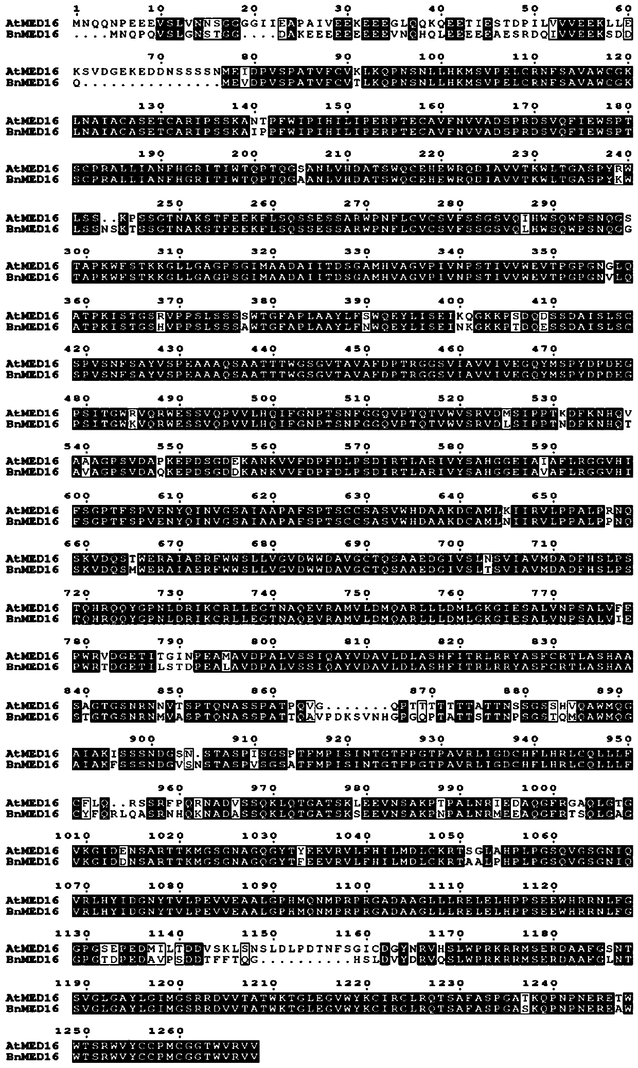 Intermediate factor BnMED16 gene to regulate Sclerotinia stem rot resistance in Brassica napus and application thereof