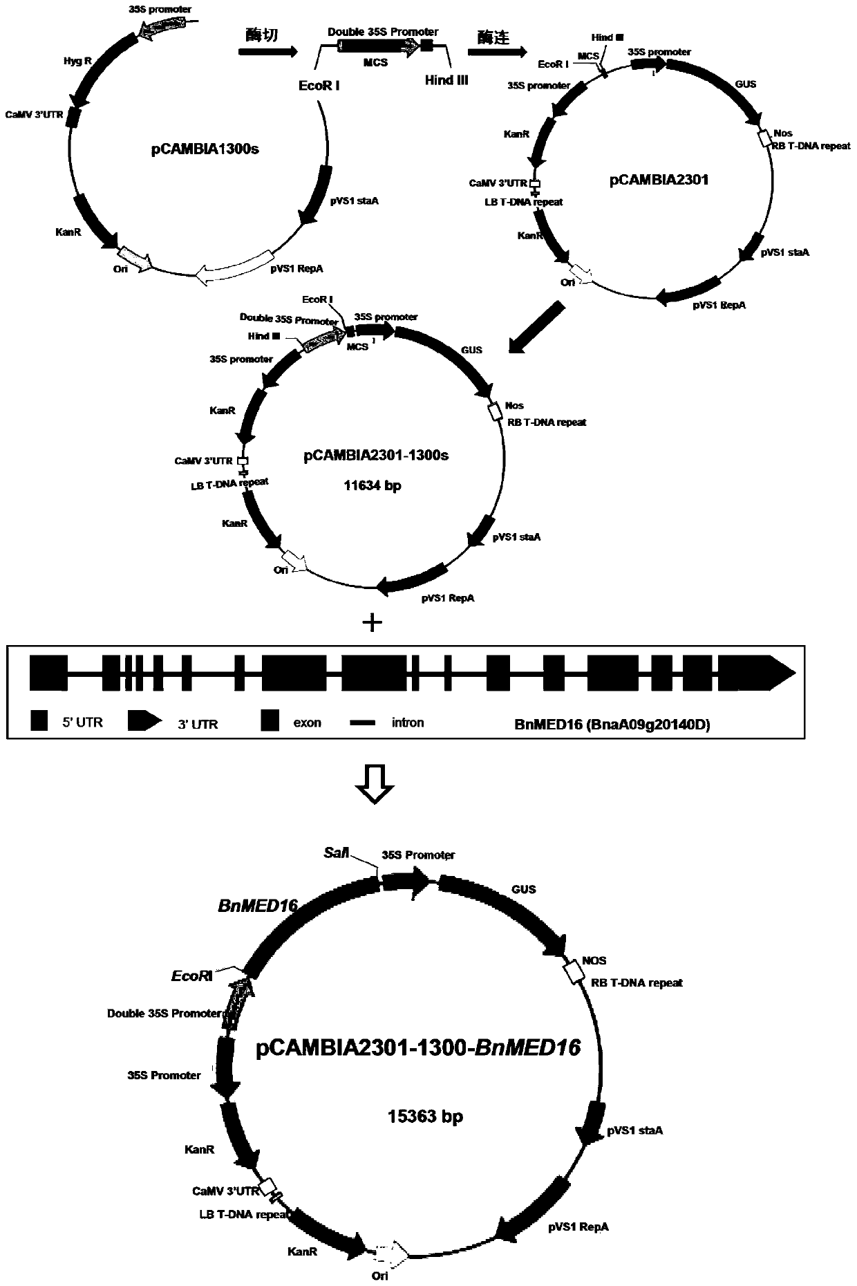 Intermediate factor BnMED16 gene to regulate Sclerotinia stem rot resistance in Brassica napus and application thereof