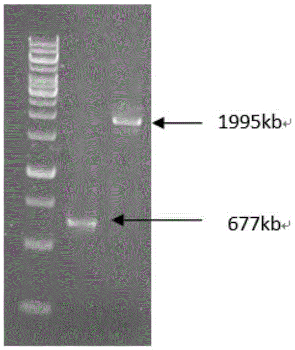 High-yield riboflavin Escherichia coli engineering strain, and construction and fermentation method thereof