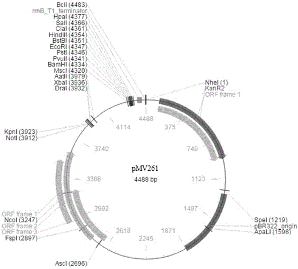 Application of mycobacterium tuberculosis Rv0324 gene in preparation of preparation for treating mycobacterium tuberculosis latent infection