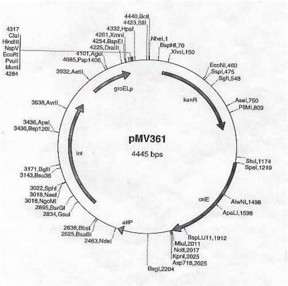 Application of mycobacterium tuberculosis Rv0324 gene in preparation of preparation for treating mycobacterium tuberculosis latent infection