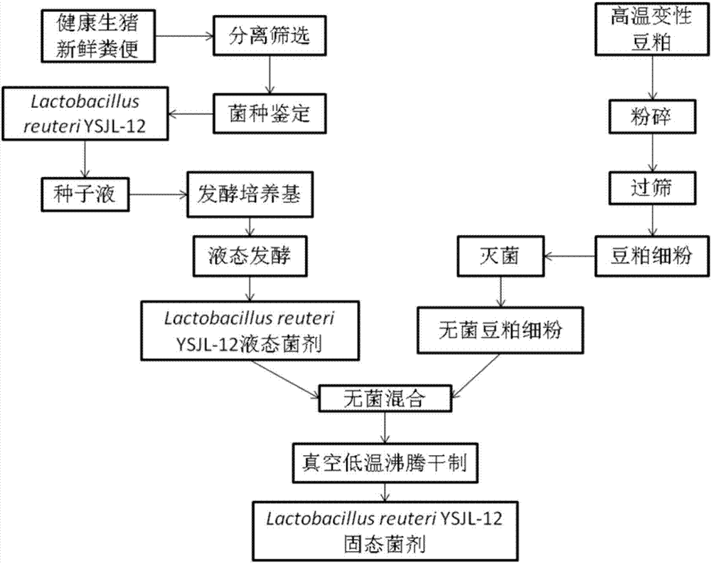 Swine-origin lactobacillus reuteri and prepared solid probiotics