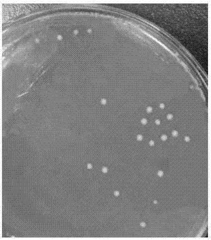 Swine-origin lactobacillus reuteri and prepared solid probiotics