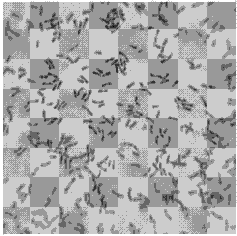 Swine-origin lactobacillus reuteri and prepared solid probiotics