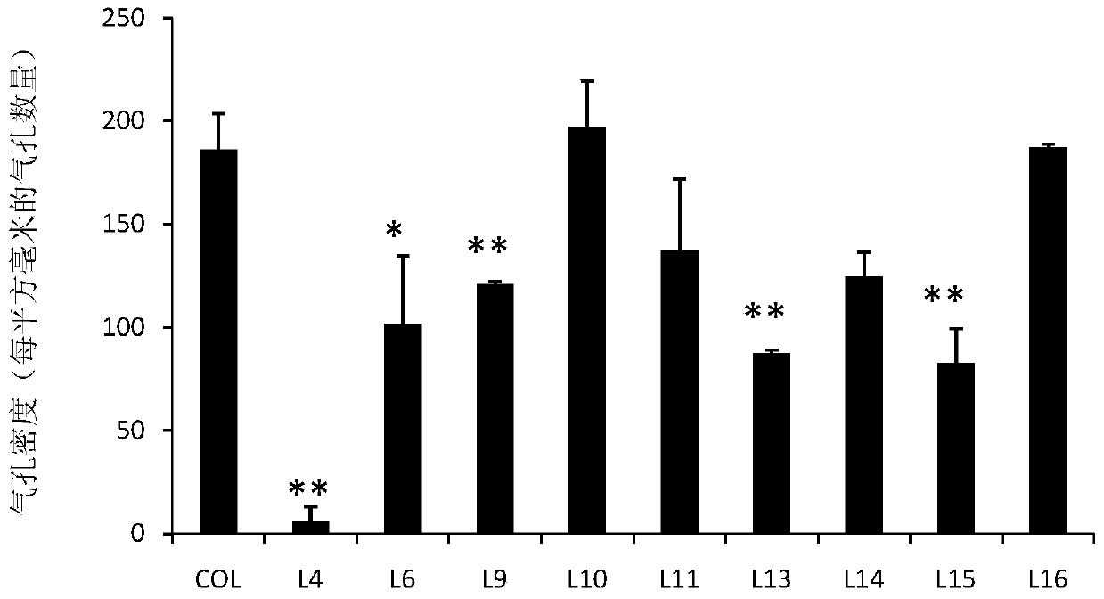 Application of dt1 protein in regulation of plant stomatal density and improvement of plant drought resistance