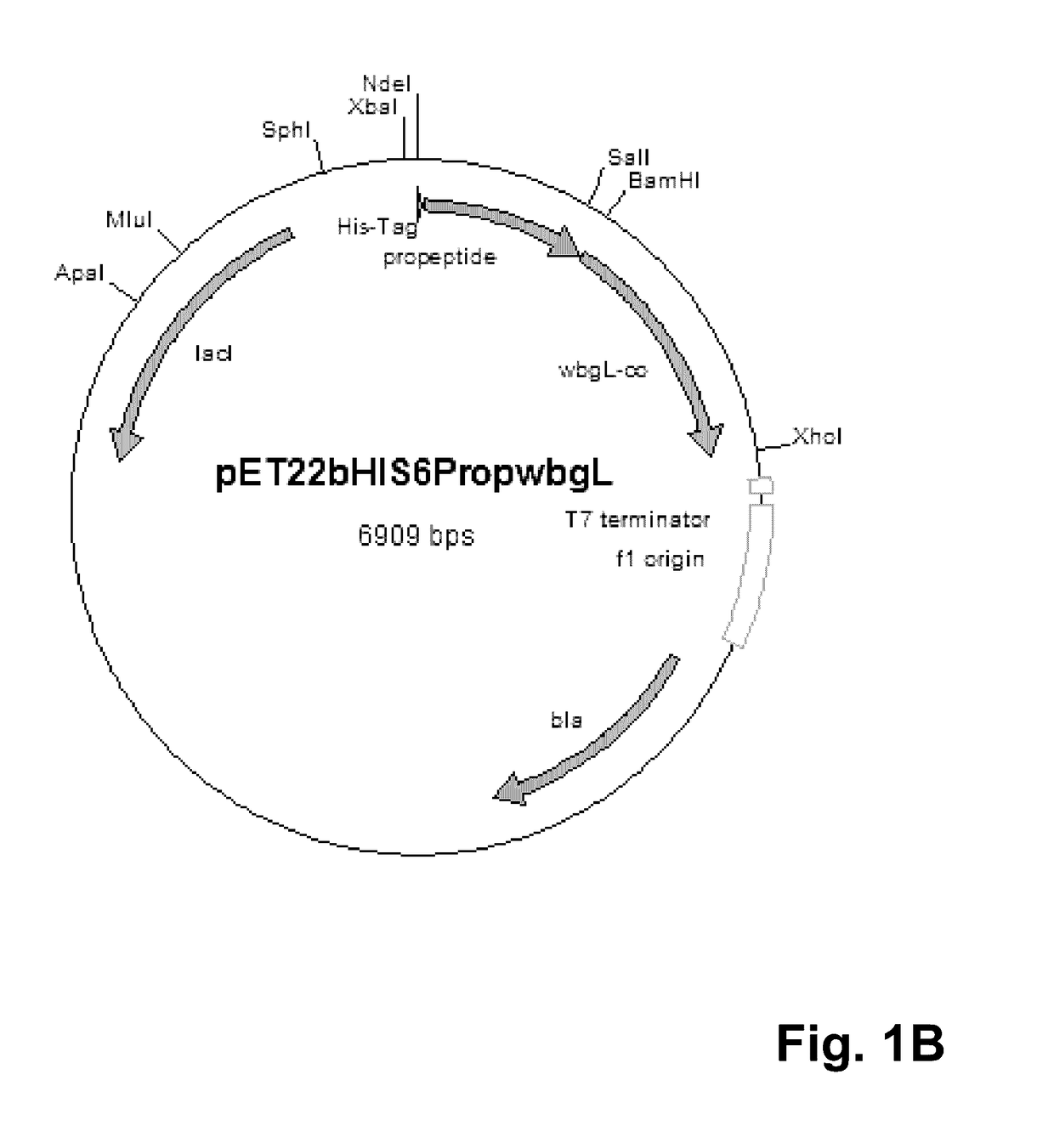 Fucosyltransferases and their applications